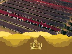 Testi Specialty Coffee Super Natural 74158