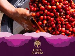 Finca Sophia Dry Fermentation Washed Geisha
