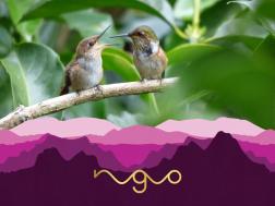 Finca Nuguo Washed Geisha