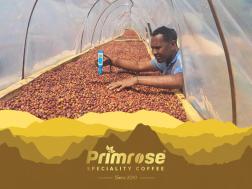 Primrose Supernatural 74110